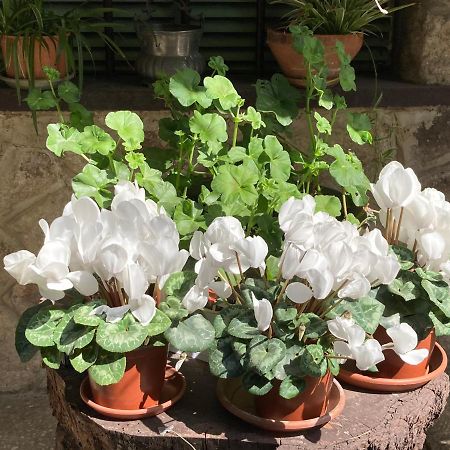 Tencarola B & B Dış mekan fotoğraf