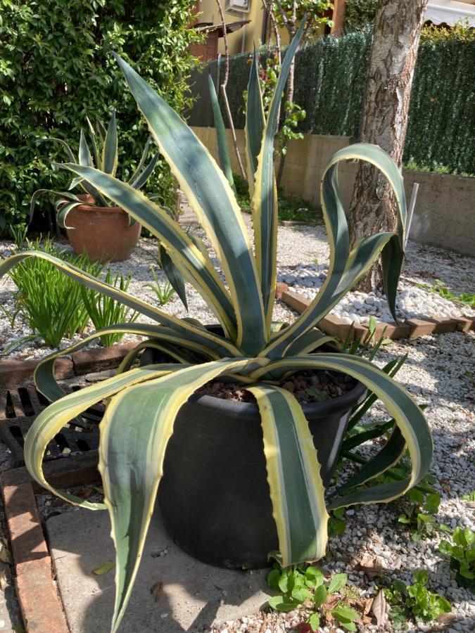 Tencarola B & B Dış mekan fotoğraf